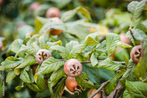 Ripe medlar fruit on a tree branch 