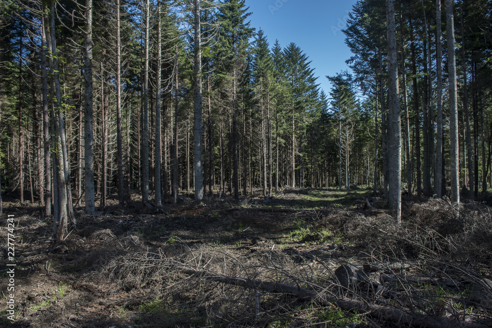 Fototapeta premium 森林伐採
