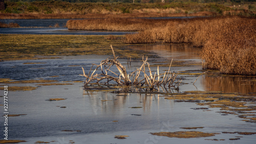 Montenegro - A view at a portion of the Nature Park Solana Ulcinj (Ulcinj Saltern)