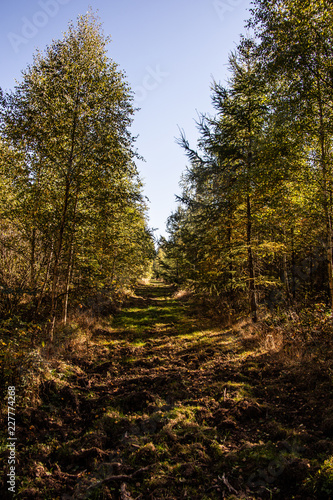 bunter Herbstwald