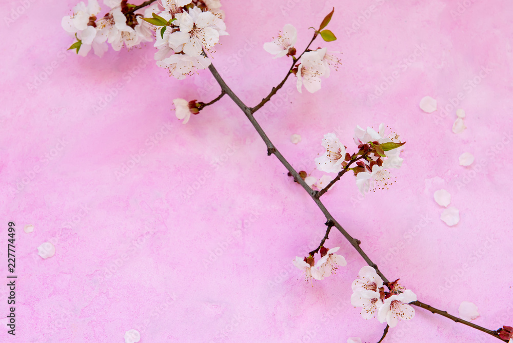 White apricot spring flowers on the grunge pink cement background with copyspace. Seasonal and greeting concept.