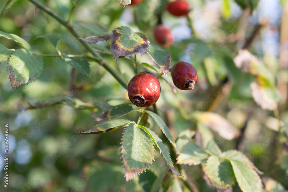 medicinal plant rosehip contains a large number of vitamins useful for human health for design wallpaper background