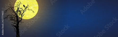 owl in front of moon