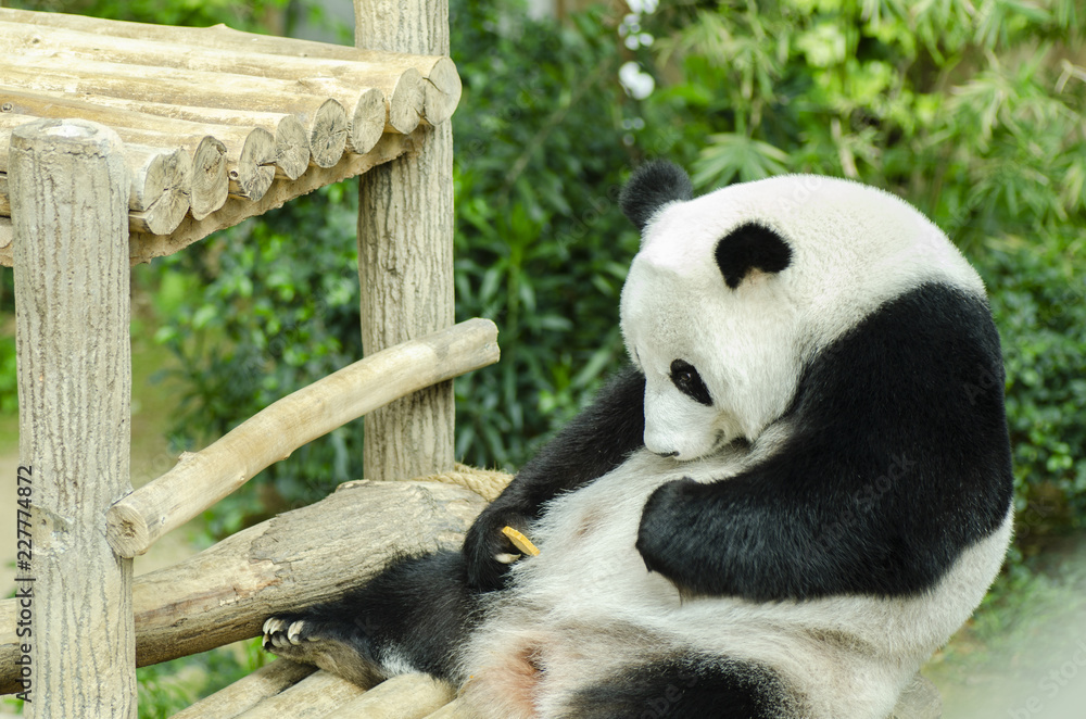 giant panda at Kuala Lumpur National Zoo giant panda at Kuala Lumpur National Zoo