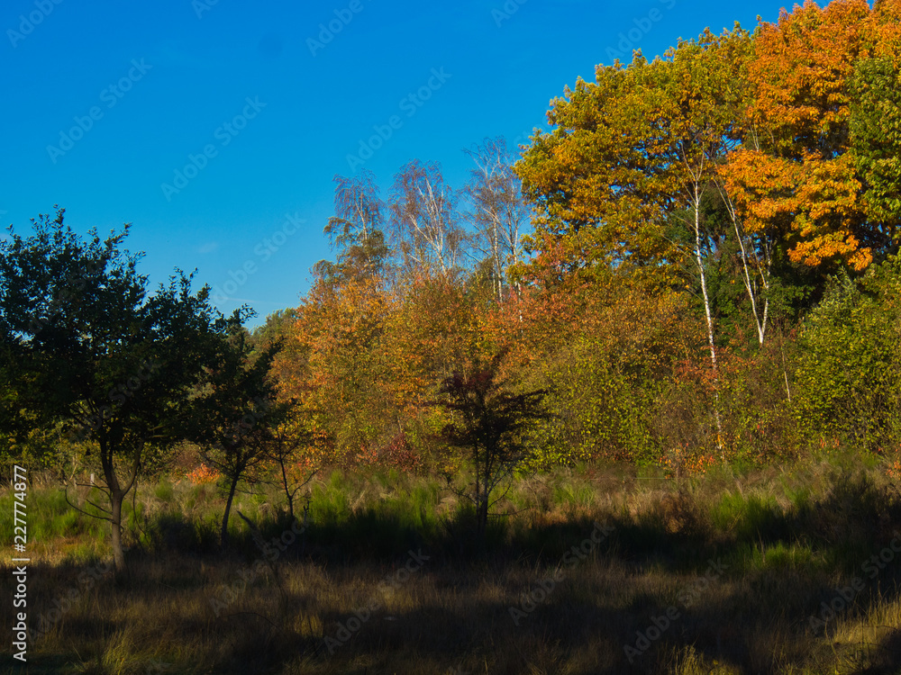 Waldlandschaft im Herbst