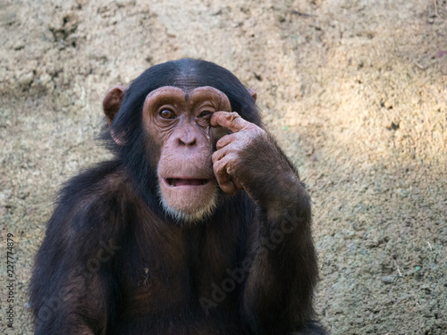 Chimpanzé photo