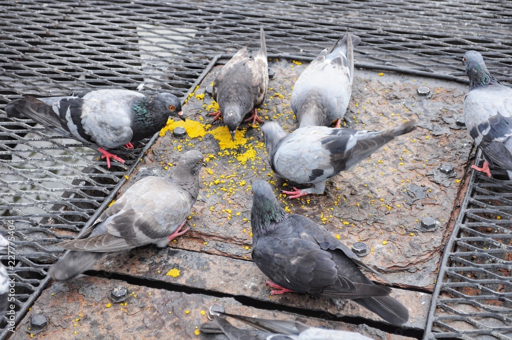 Fototapeta premium Close up of pigeon bird 
