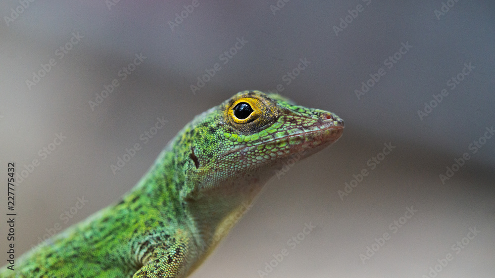 Gecko Gecko