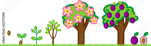 Life cycle of plum tree. Plant growth stage from seed to tree with fruits