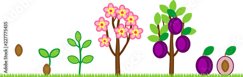 Life cycle of plum tree. Plant growth stage from seed to tree with fruits