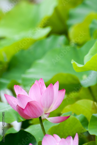 Lotus flower plants