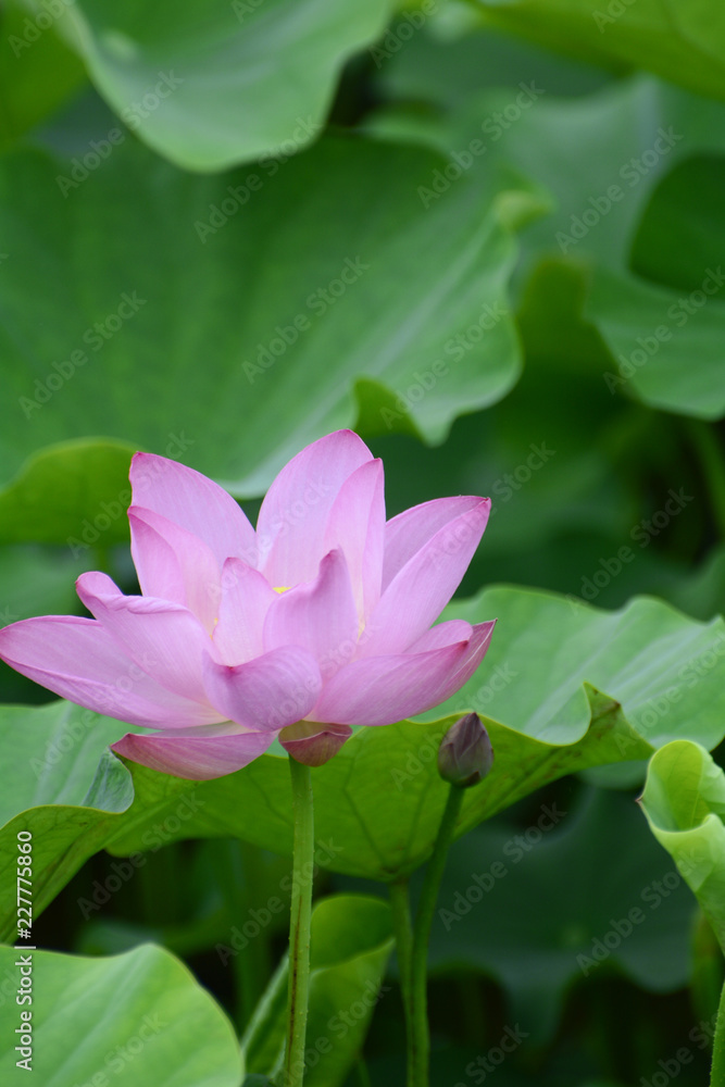 Lotus flower plants