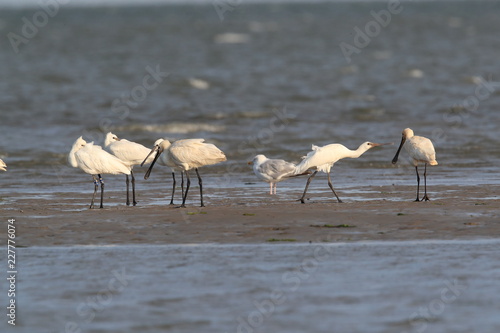 Eurasian or common spoonbill in nature Island Texel,Holland photo