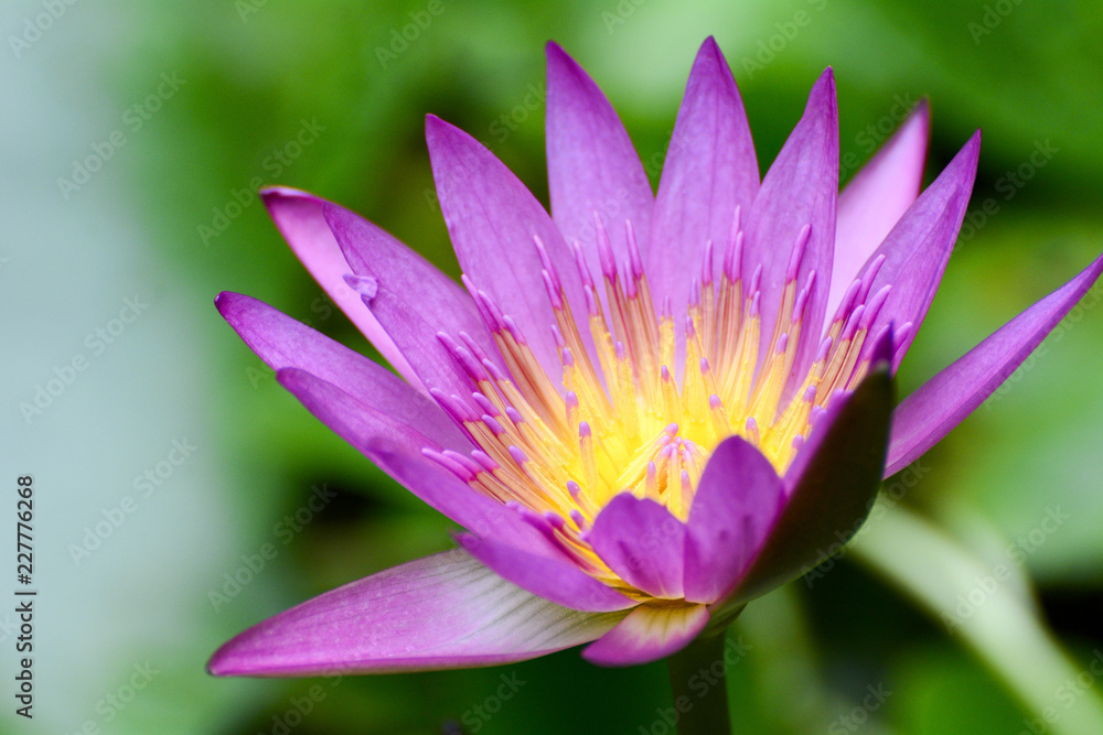 Lotus flower plants Lotus flower plants