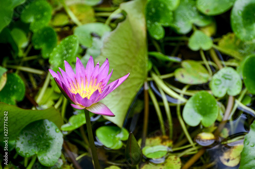 Lotus flower plants