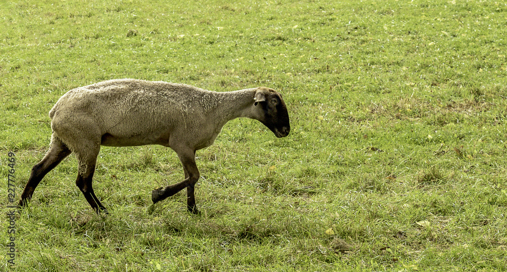 A Suffolk sheep strolling through the pasture. A Suffolk sheep strolling through the pasture.