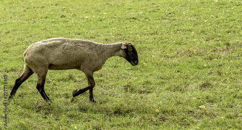 A Suffolk sheep strolling through the pasture. 