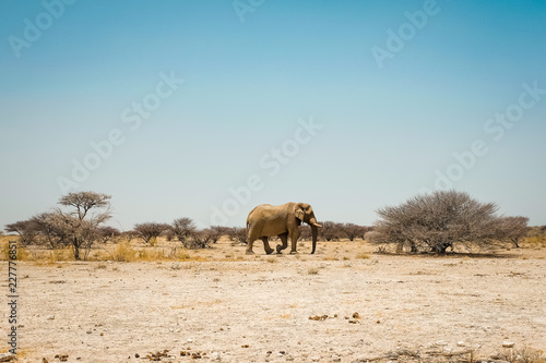 Wild elephants of africa