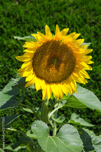 Fototapeta Naklejka Na Ścianę i Meble -  Tournesol