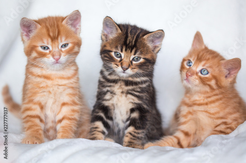 Trio de chatons © L.Bouvier