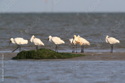 Eurasian or common spoonbill in nature Island Texel,Holland photo