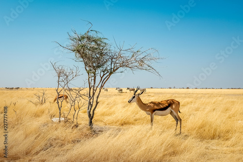 Springbok Etosha park Africa