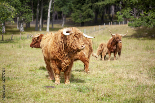 Toro y vacas de Escocia
