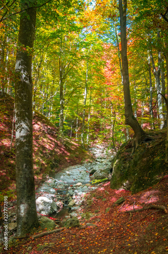 Autumn in Cozia  Carpathian Mountains  Romania. Vivid fall colors in forest. Scenery of nature with sunlight through branches of trees. Colorful Autumn Leaves. Green  yellow  orange  red.