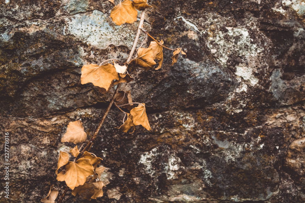 Autumn yellow foliage on the stone. Paving stone Autumn yellow foliage on the stone. Paving stone