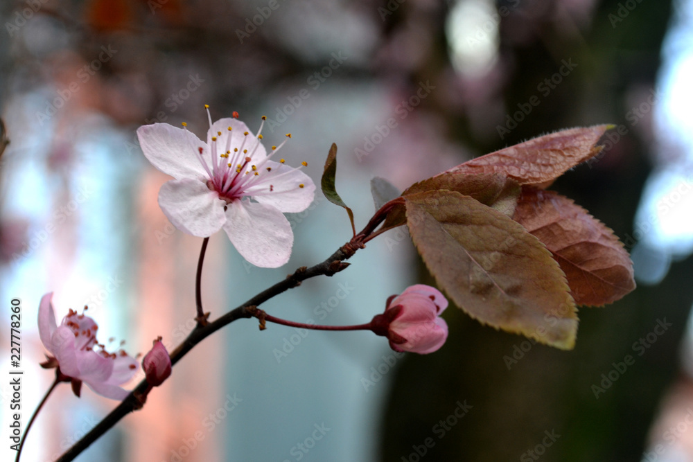 Fototapeta premium Pink Blossom