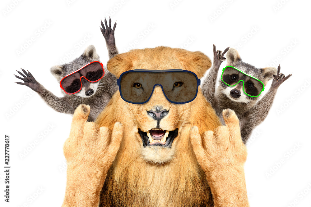 Obraz premium Portret śmieszne lew i dwa szopy w okularach przeciwsłonecznych, pokazując gest rocka, na białym tle