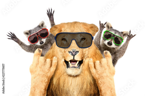 Fototapeta Naklejka Na Ścianę i Meble -  Portrait of a funny lion and two raccoon in sunglasses, showing a rock gesture, isolated on white background