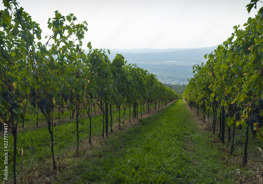 Italian vineyards in Valpolicella Area, Veneto, Verona, Italy