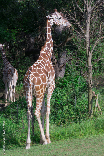 Giraffe is the highest land animal in the world.Osaka tennouji zoo japan.