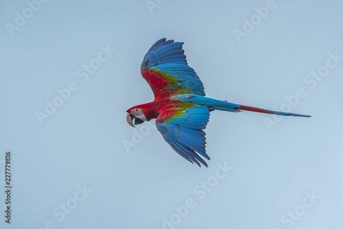 Green wing macaw flying  Beautiful bird
