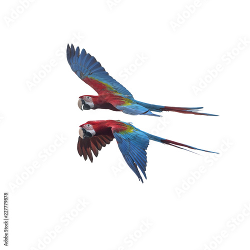 Green wing macaw flying ,Beautiful bird isolated on white background © chamnan phanthong