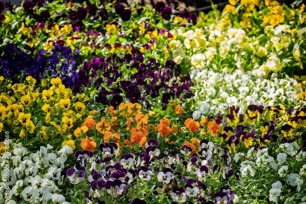 Obraz premium Pansies on Ljubljana central market in Slovenia