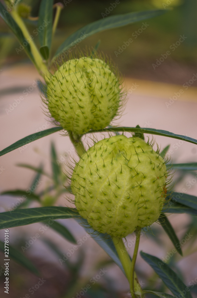 Round spiny plant seeds in a park in Paris Round spiny plant seeds in a park in Paris