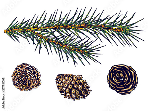 Hand drawn vector illustrations - Forest Autumn collection. Spruce branches, acorns, pine cones, fall leaves. Design elements for invitations, greeting cards, quotes, blogs, posters, prints