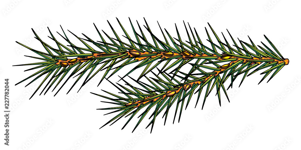 Hand drawn vector illustrations - Forest Autumn collection. Spruce branches, acorns, pine cones, fall leaves. Design elements for invitations, greeting cards, quotes, blogs, posters, prints Hand drawn vector illustrations - Forest Autumn collection. Spruce branches, acorns, pine cones, fall leaves. Design elements for invitations, greeting cards, quotes, blogs, posters, prints