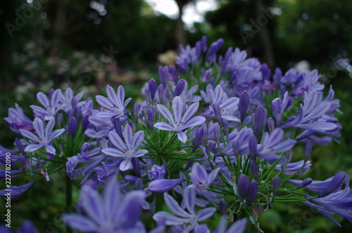 紫の花