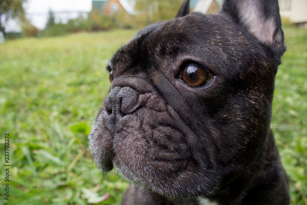 Close up French bulldog stay outdoors, cute black dog