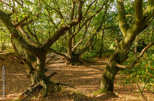 Mousehold Heath 6