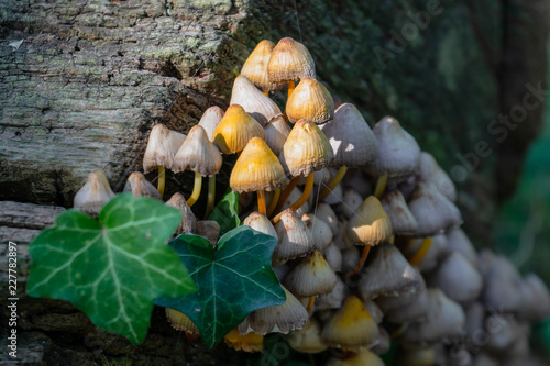 Fairy Inkcap Fungi growing on Tree Stump