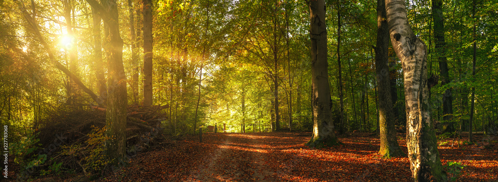 Herbstlicher Waldweg mit bunten Blättern - obrazy, fototapety, plakaty 