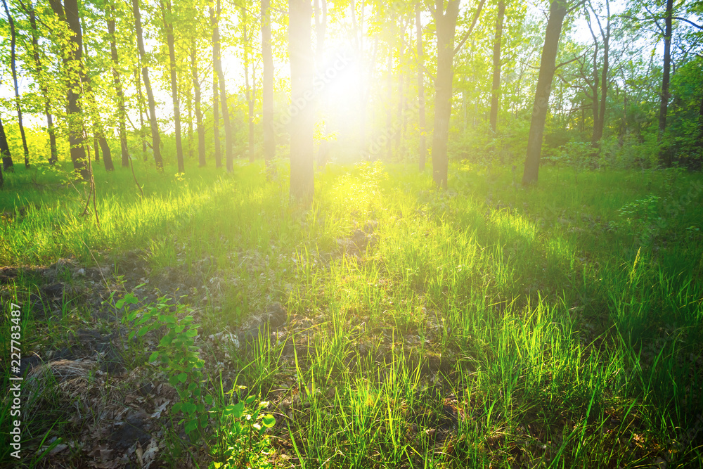 Fototapeta premium beautiful green summer forest in a rays of sun