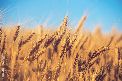closeup summer wheat field scene