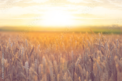 summer wheat field at the sunset