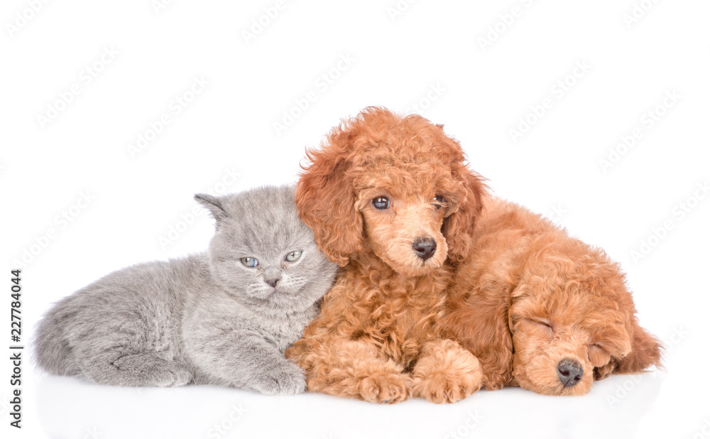 Poodle puppies and tiny kitten lying together. isolated on white background