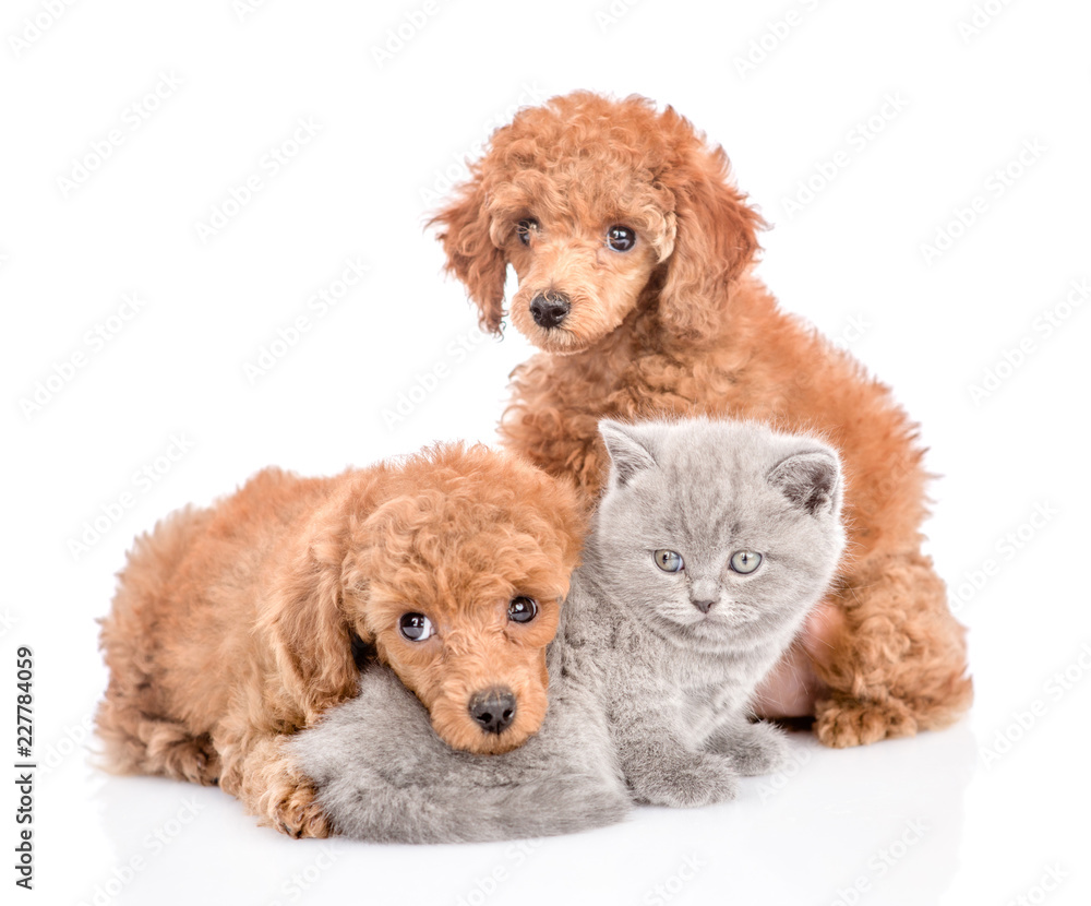 Kitten with two puppies. isolated on white background Kitten with two puppies. isolated on white background